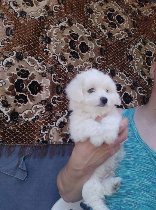 Cățeluș bichon 8 saptamani