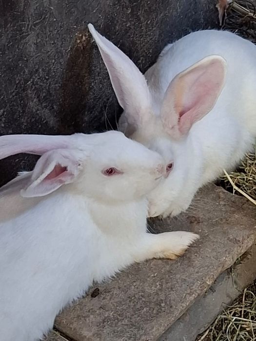 Қояндар сатылады