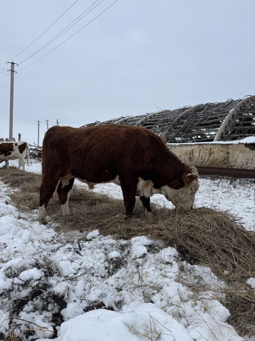 Продам быка, казахский белоголовый