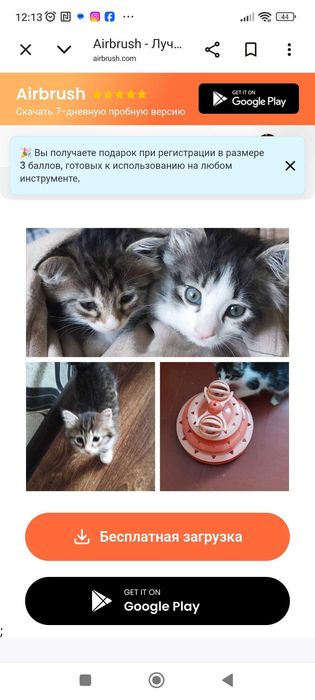 Котята в добрые руки