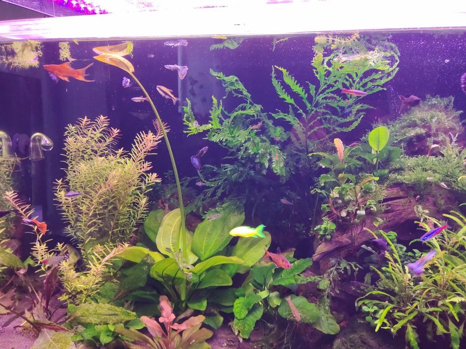 Аквариумные растения