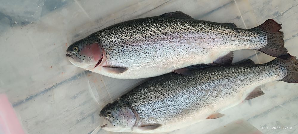 Farel tiriklayin dastafka bor Samarqand buylab