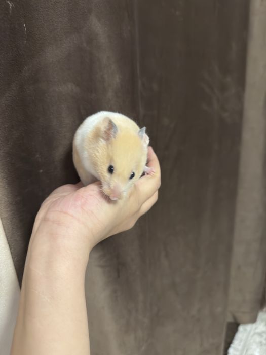 Продам сирийских хомяков