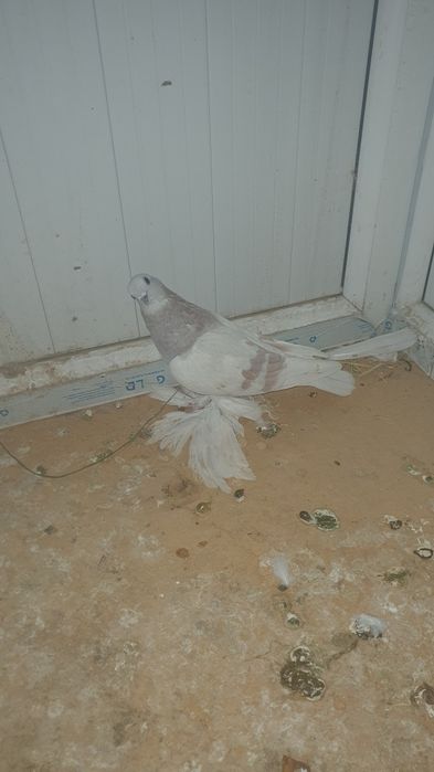 Продуется голубей