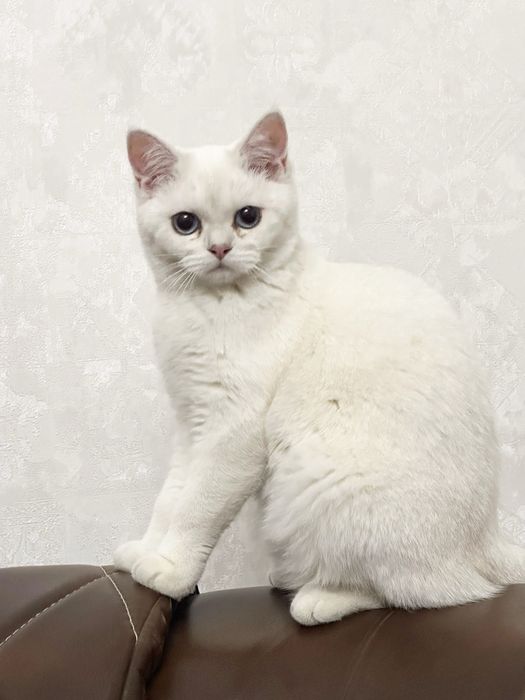 Mushuk (кошка) британская шиншилла