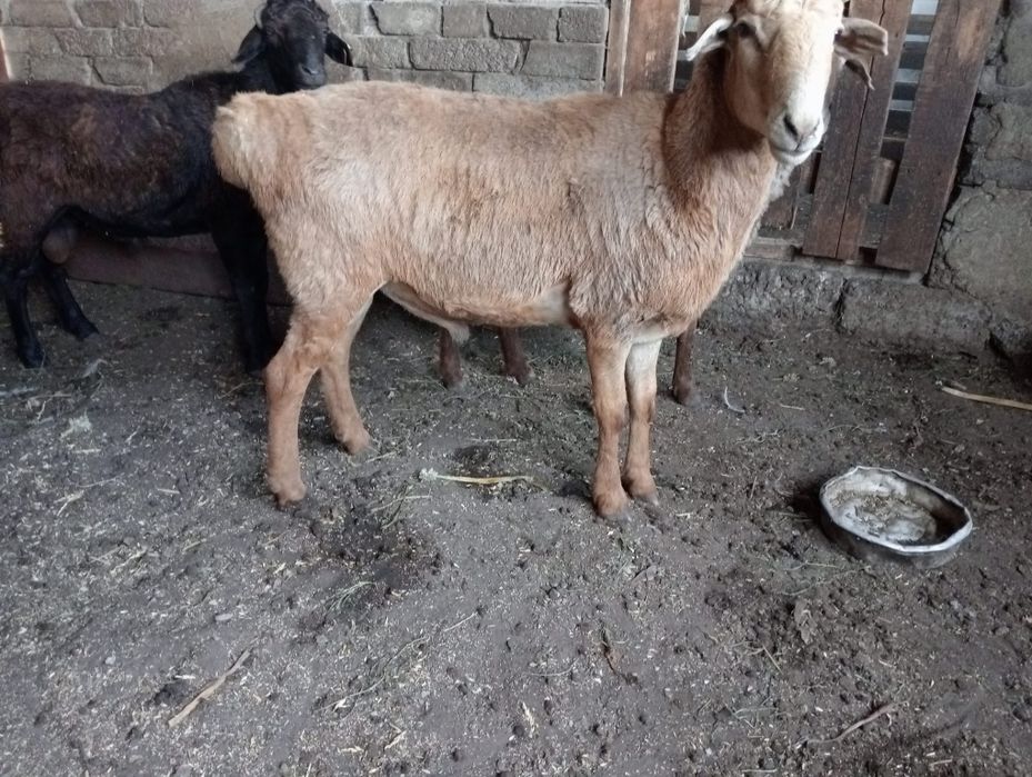 Мясо баранина...