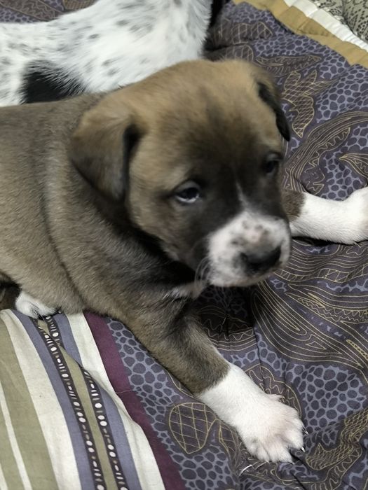 Щенята в добрые руки