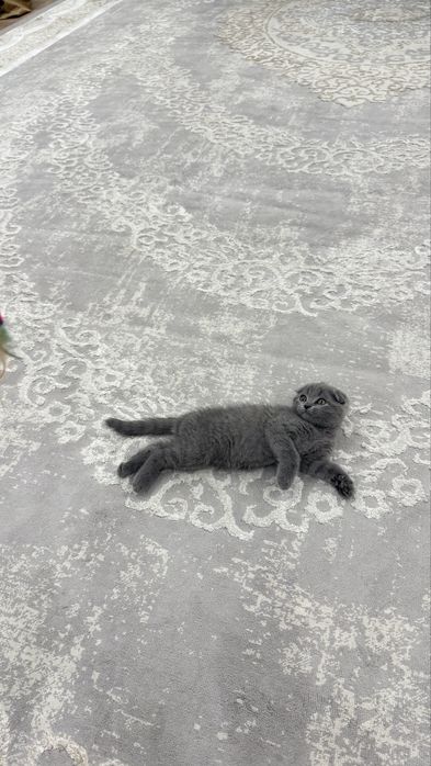 Вислоухий котёнок