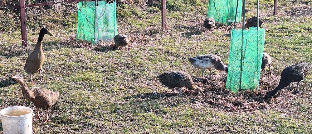 Oua de incubat Rate Indiene