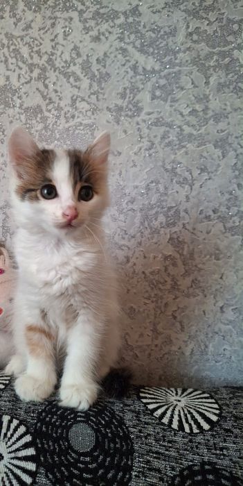 Отдам котят даром