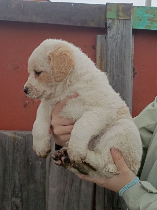 ЩЕНОК МАЛЬЧИК!  Бесплатно!