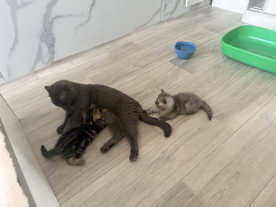 Котята  шотладский страйт
