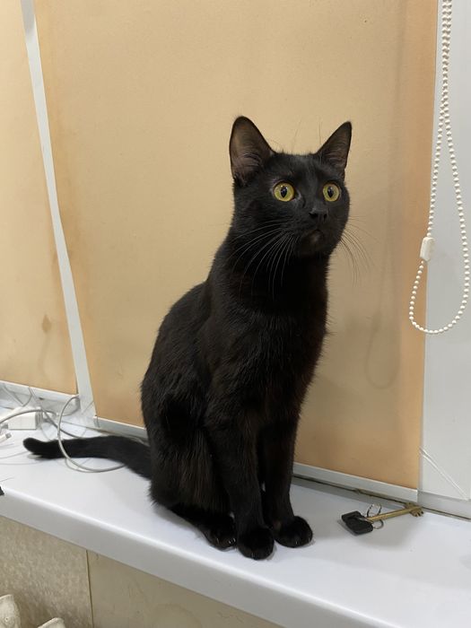 Продаю кота за 500тг