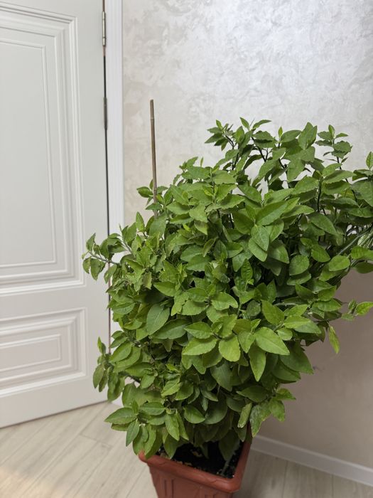 Продам педилантус