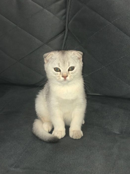 Парода Scottish Fold