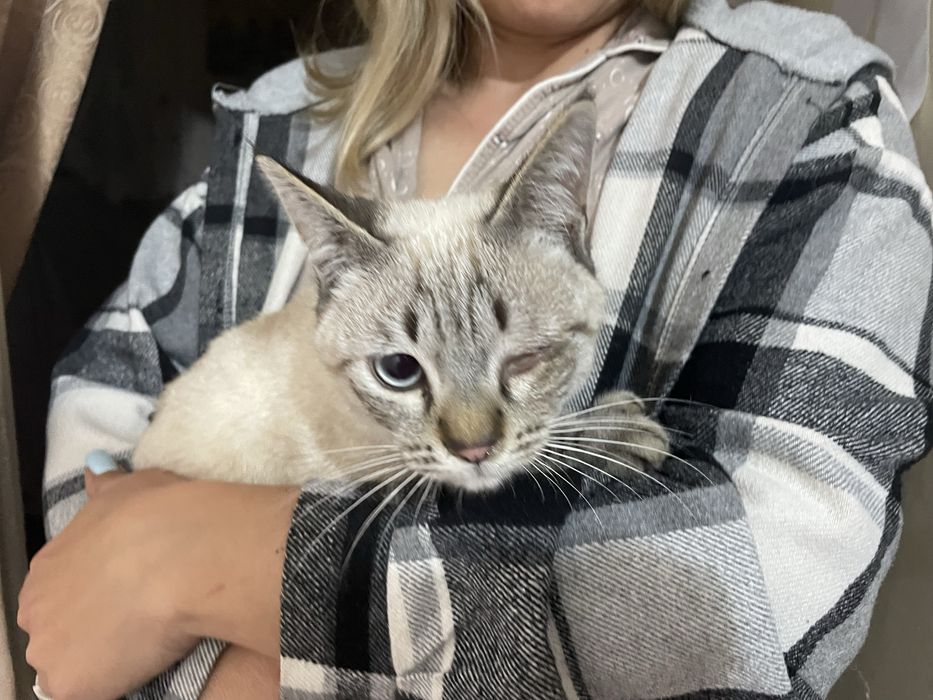 Котенок в добрые руки