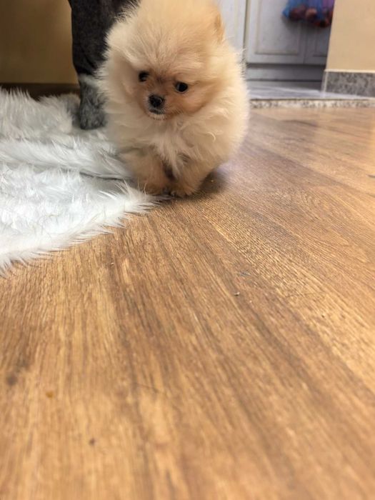 Померан    момче