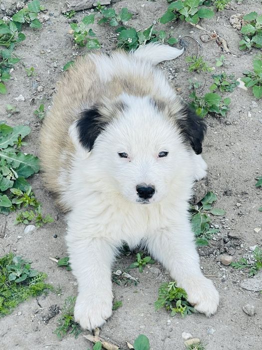 Donez catelusi metis, talie medie spre mare. Drobeta-Turnu Severin • OLX.ro