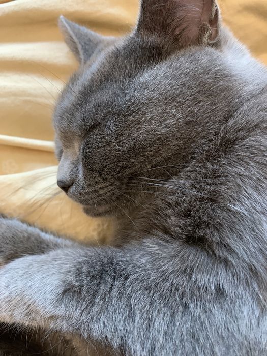 Кошка британка