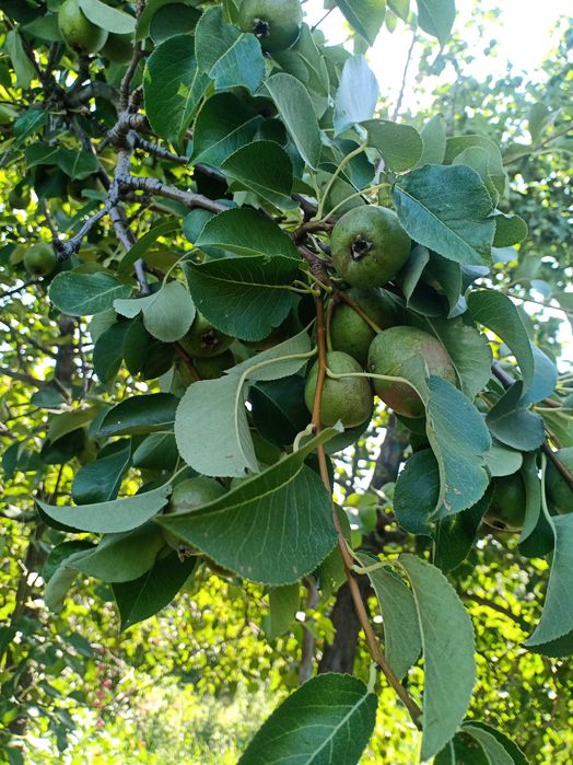 Продам дачу в СО "Автомобилист"