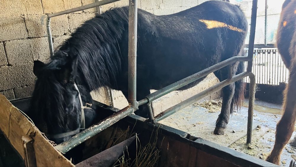 Соғымға бие сатылады