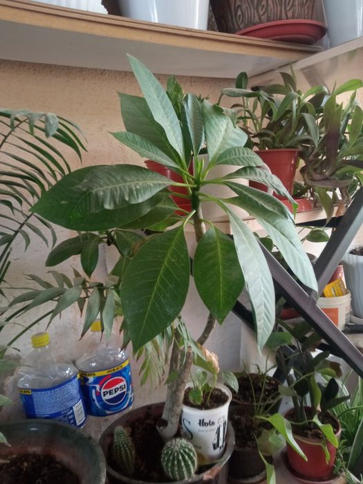 Хона гулларимни сотиб юбораман/Продаю комнатные цветы из дома