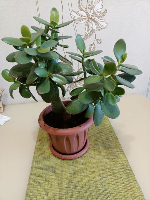 Комнатные цветы "денежное дерево"во"