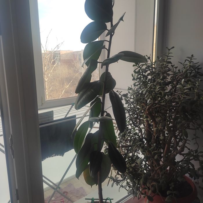 Продам фикус 1,5 высотой