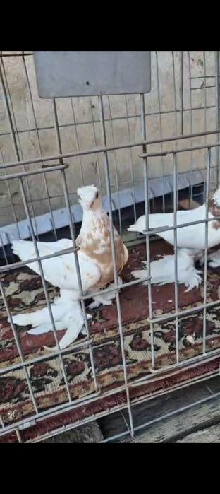 Голуби духчеви бар