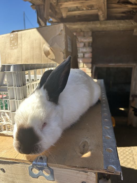 Продавам зайци