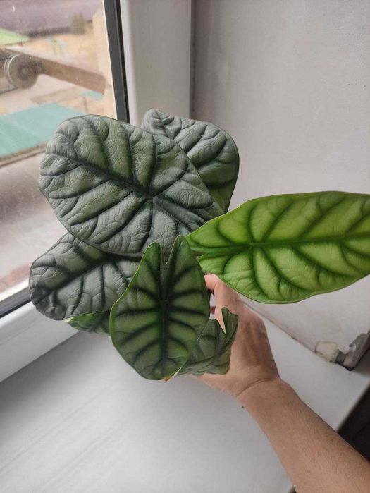 Алаказия Силвер дракон