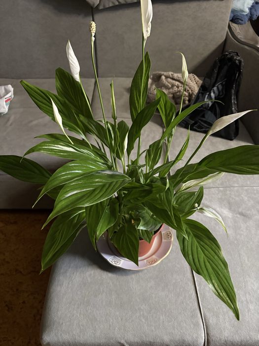 Продам  цветок  спатифилиум
