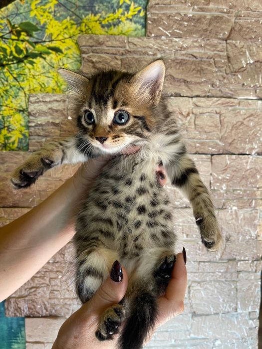 Бенгальские котята
