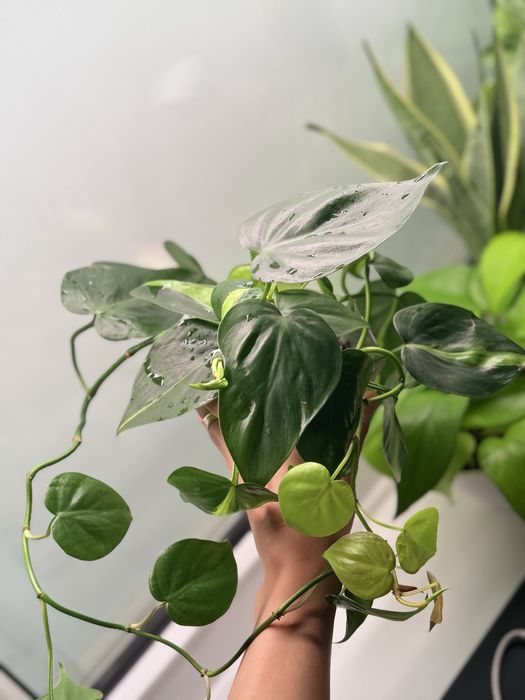 Филодендрон бразил