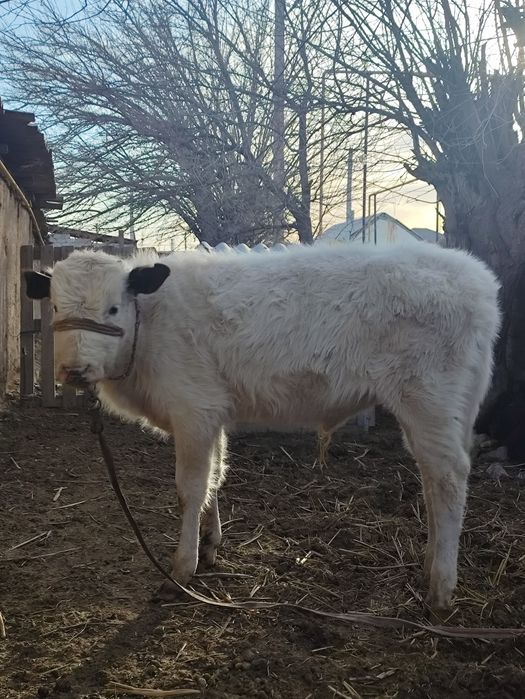 Еркекк бұзауларр