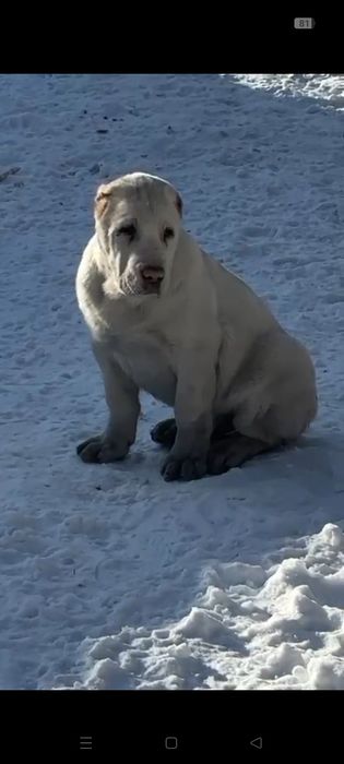 Продам щенка Алабай