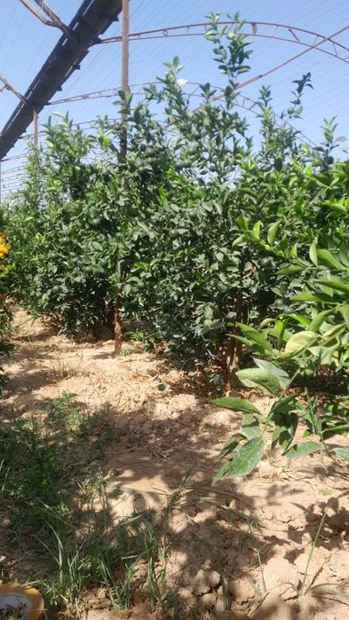 апилсин,мандарин лимон