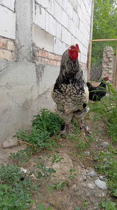 1+2 bramalar sotiladi