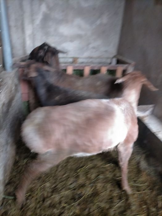 кошкар сатылады откормда турган