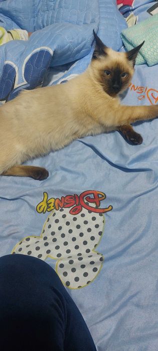 Кошка Сиамской погоды мальчик