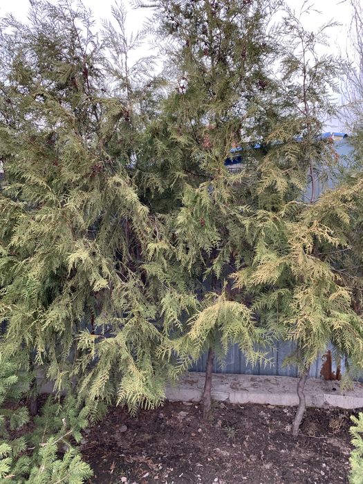 Продам тую 8 тысяч