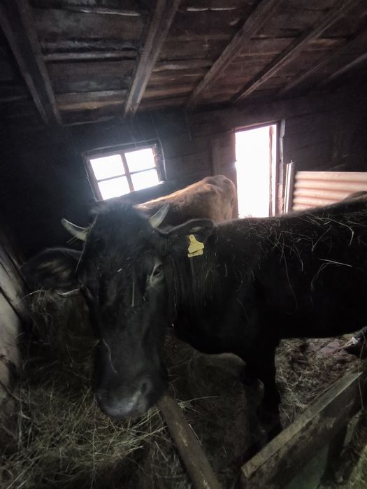продам 2 коровы       .