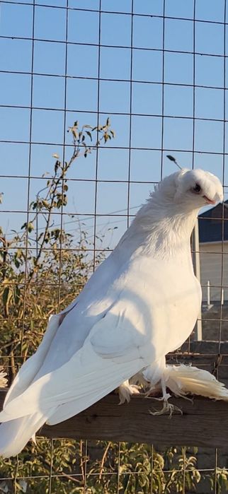 Голуби вальерный