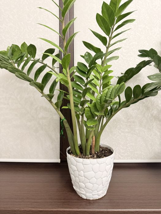 Продам замиокулькас