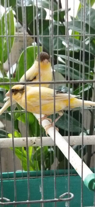 Канарейки Самки 1 год 2 месяца