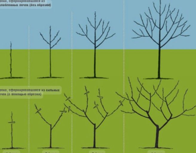 Садовник обрезка плодородных деревьев