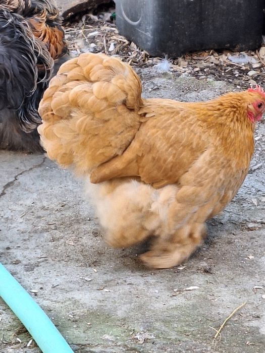 cochinchina pitic Galben