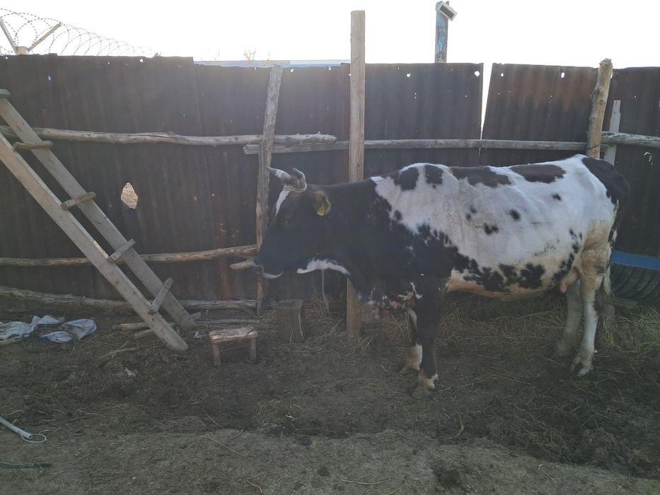 Алатау сүтті сиыры