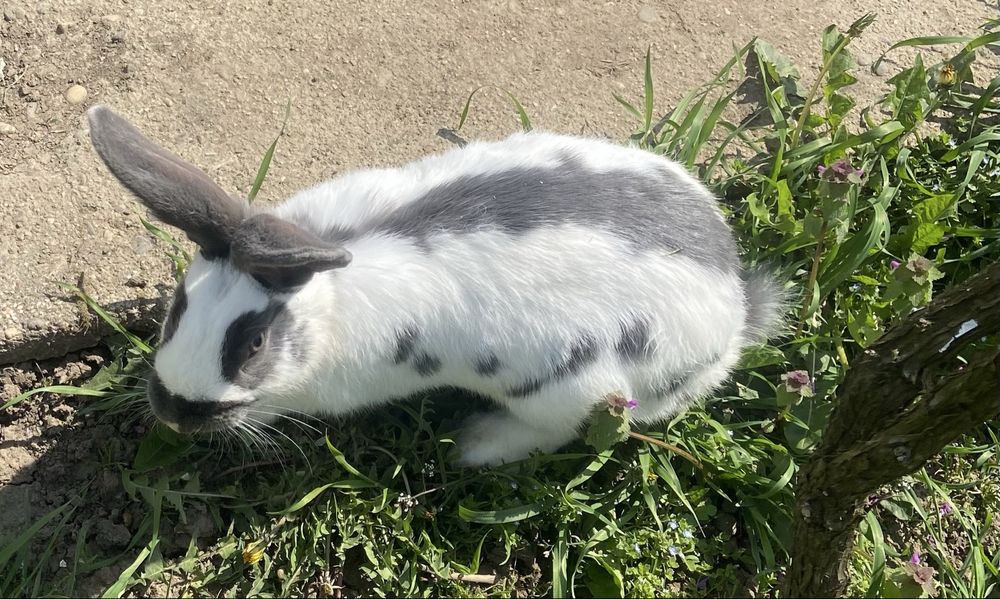 Iepuri Pestrit german