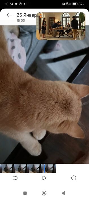 Шиншилла британский